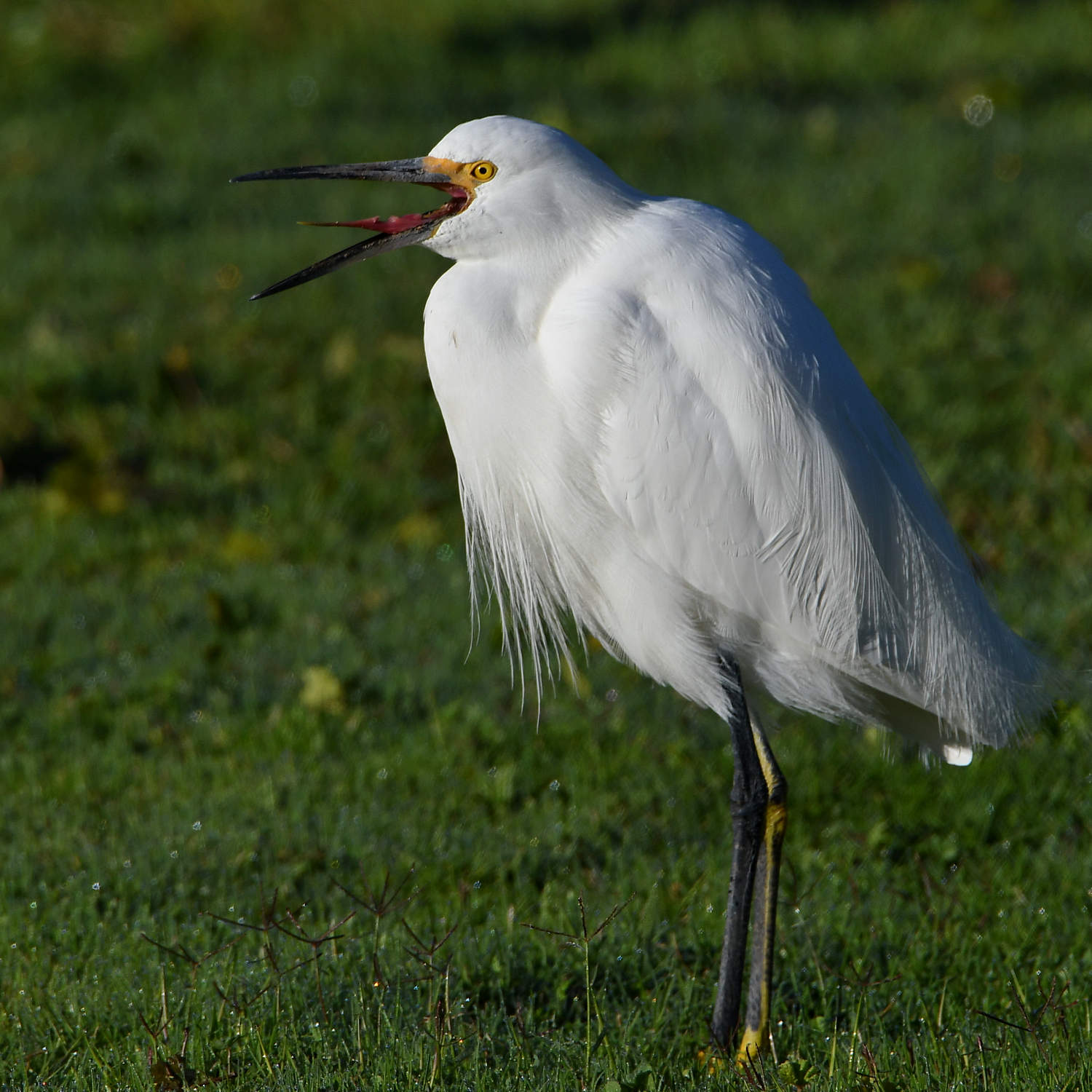 Egret5.jpg