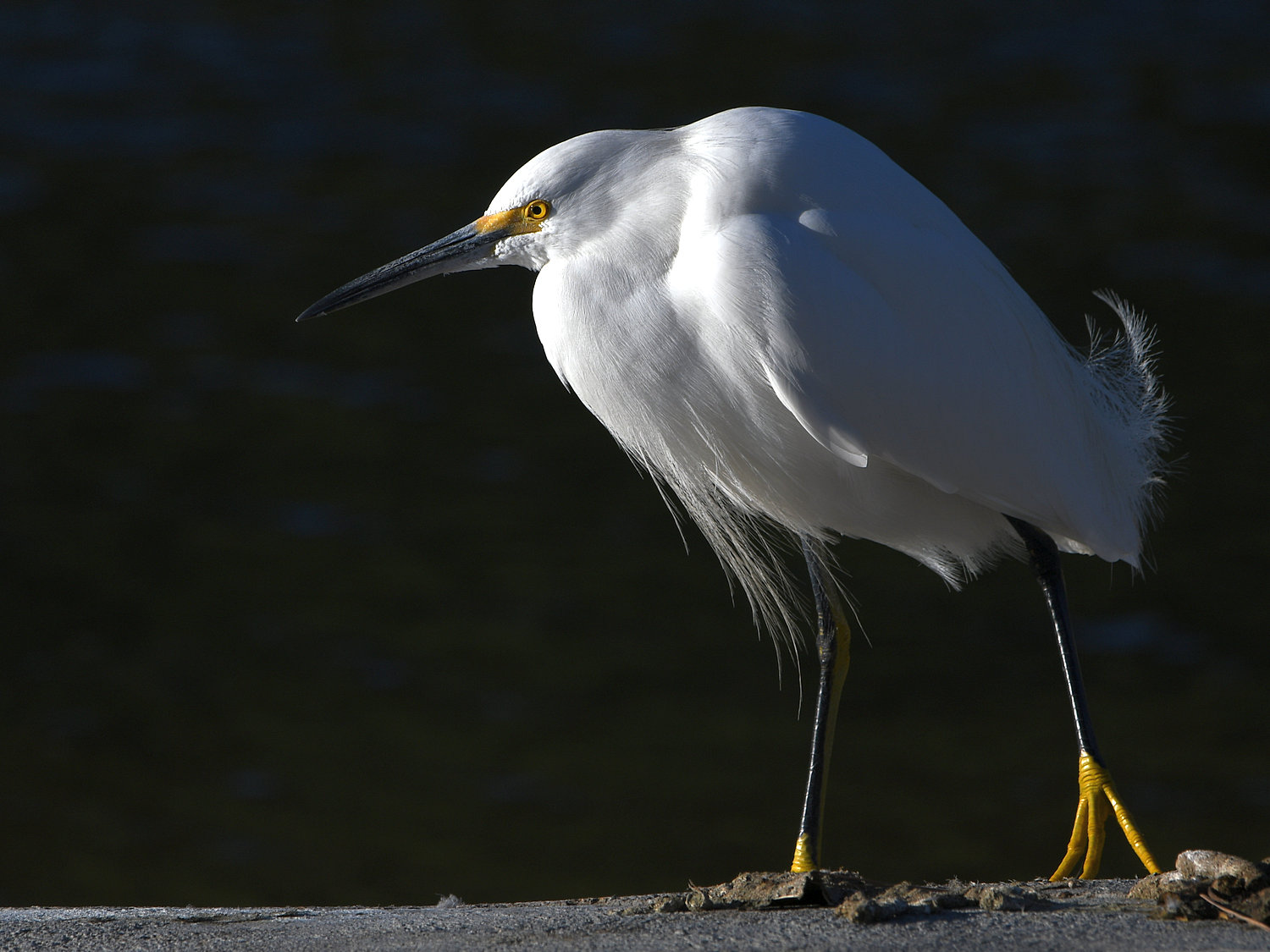 Egret5.jpg