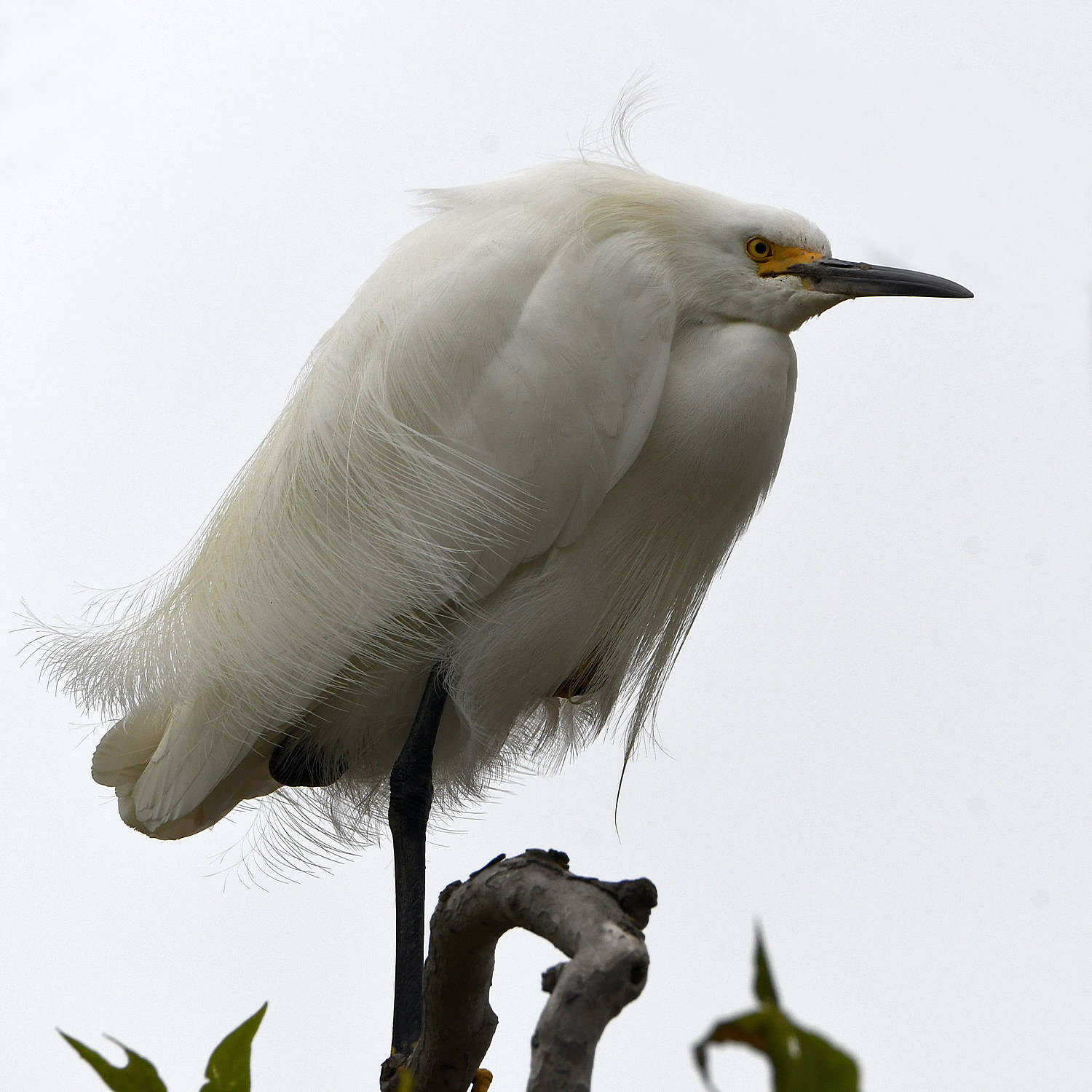 Egret5.jpg