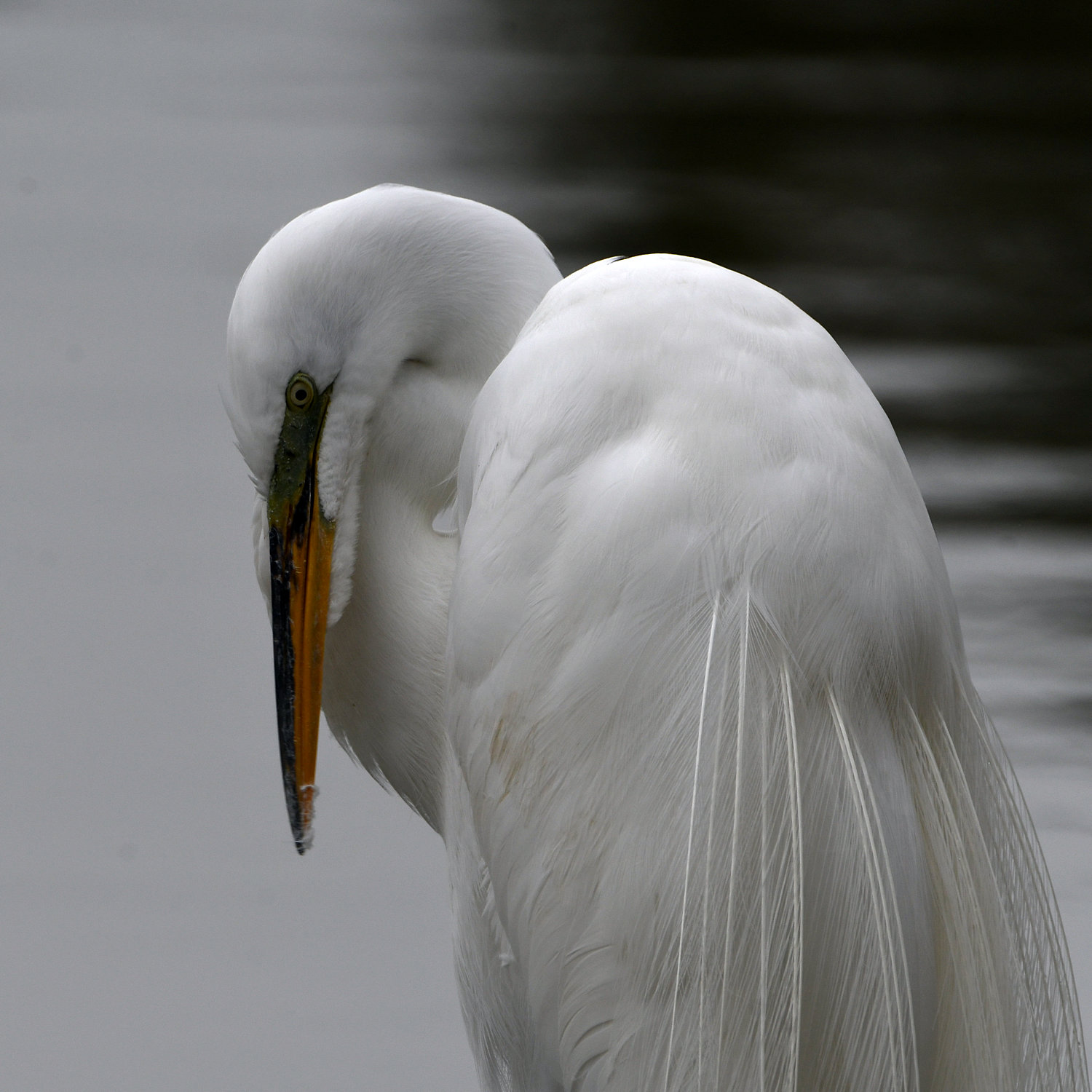 Egret5.jpg