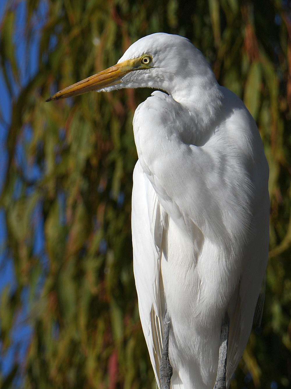 Egret5.jpg