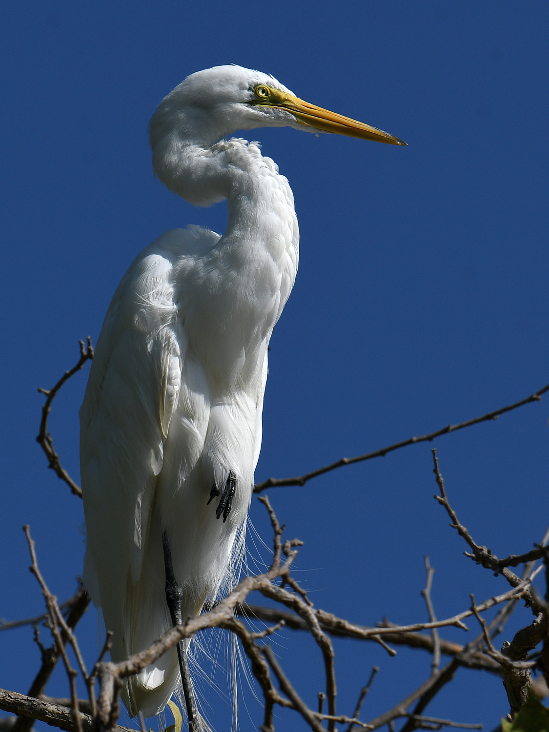 Egret5.jpg