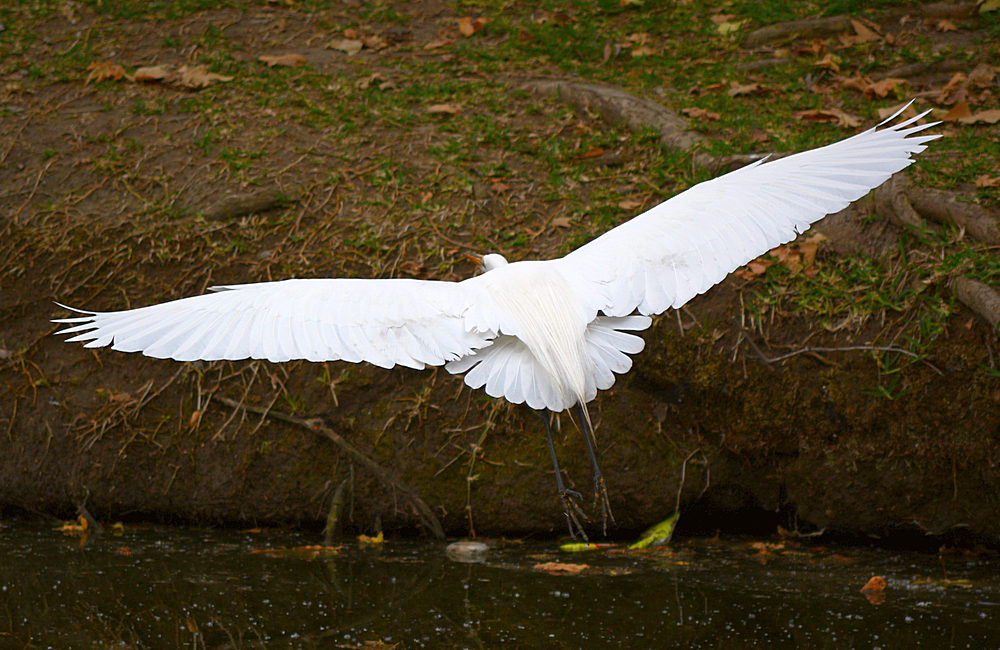 Egret5.jpg
