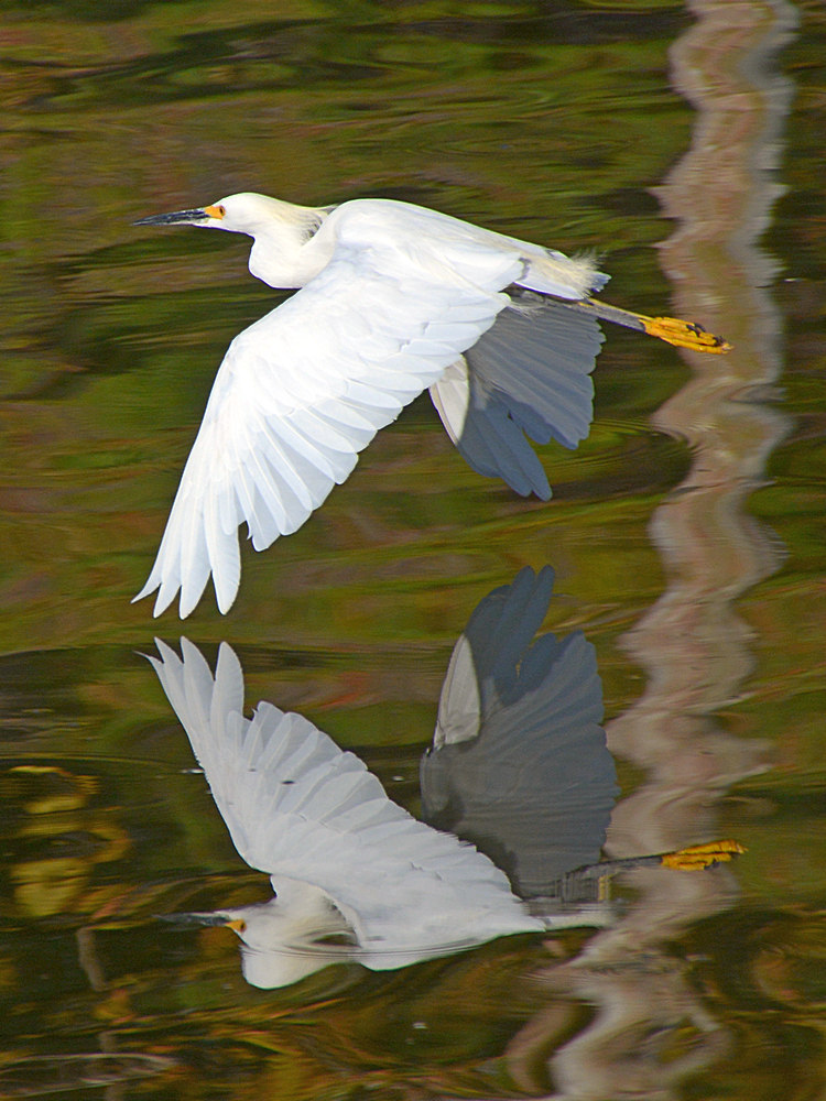Egret6.jpg