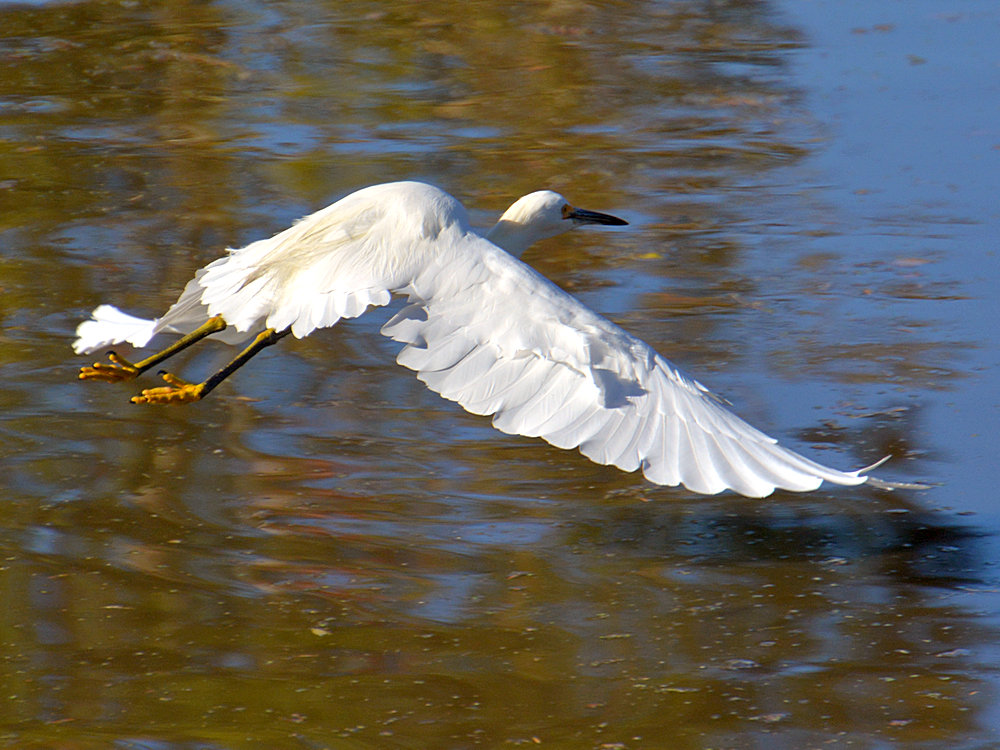 Egret6.jpg