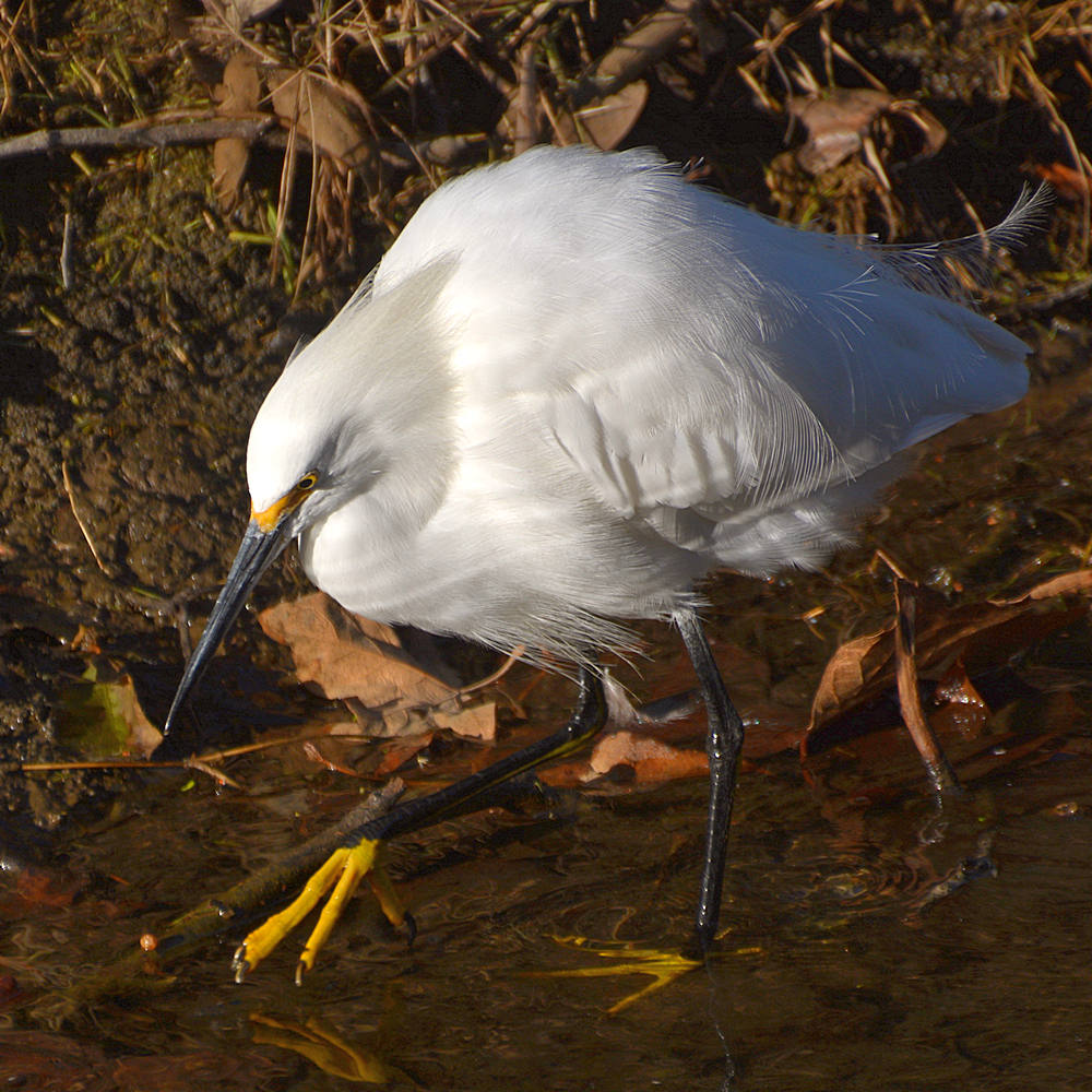 Egret6.jpg