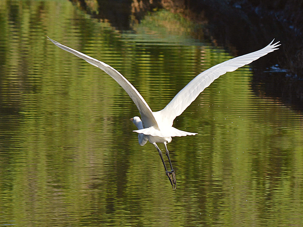 Egret6.jpg