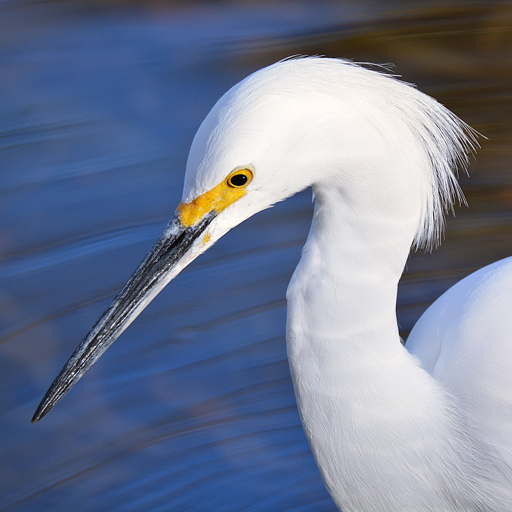 Egret6.jpg