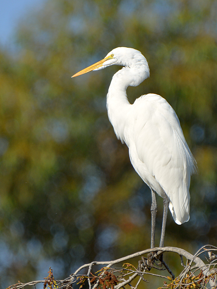 Egret6.jpg