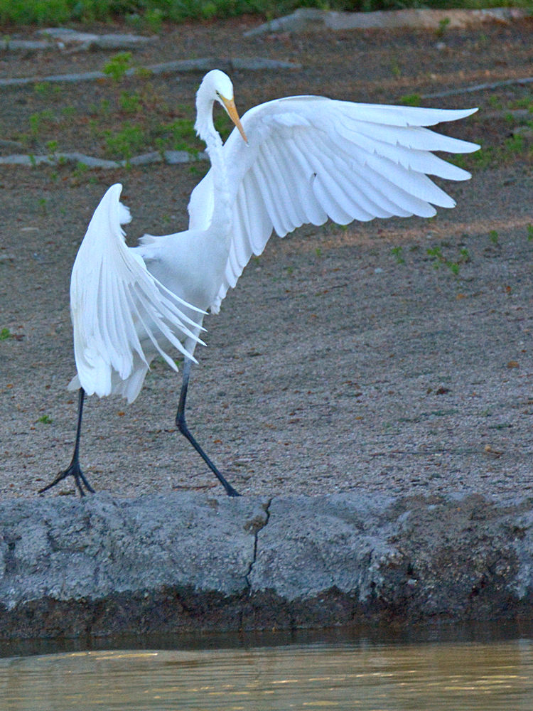 Egret6.jpg