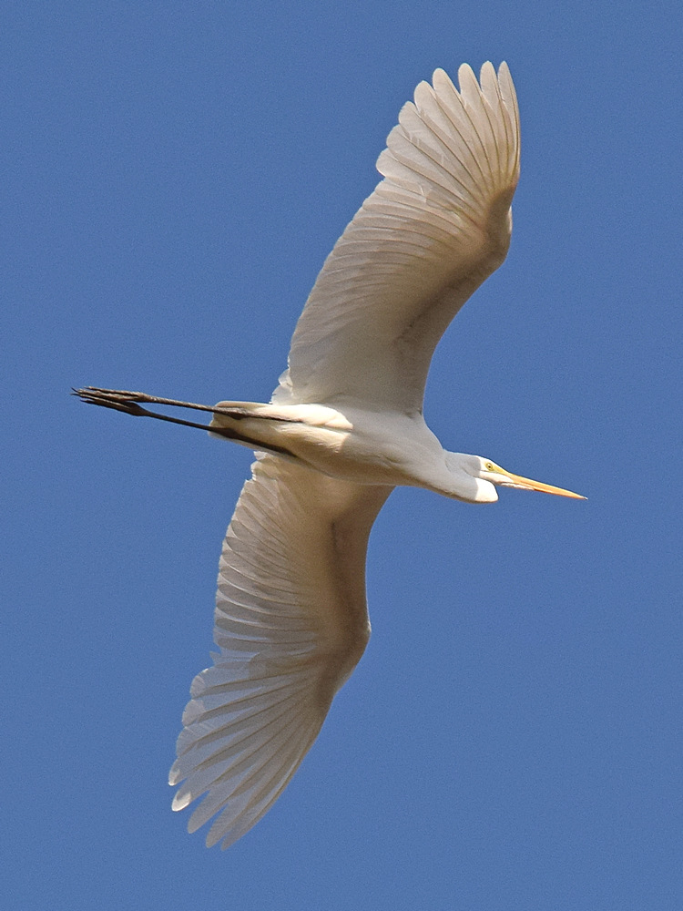 Egret6.jpg