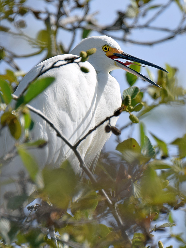Egret6.jpg
