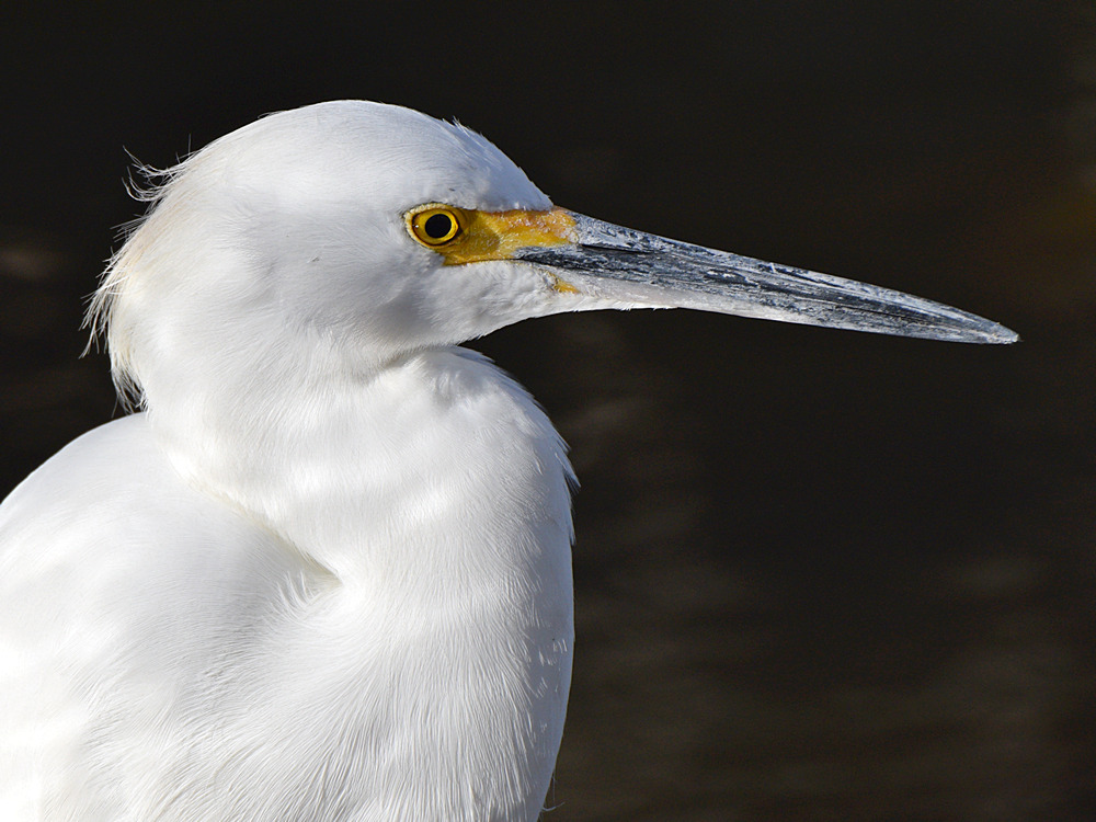 Egret6.jpg