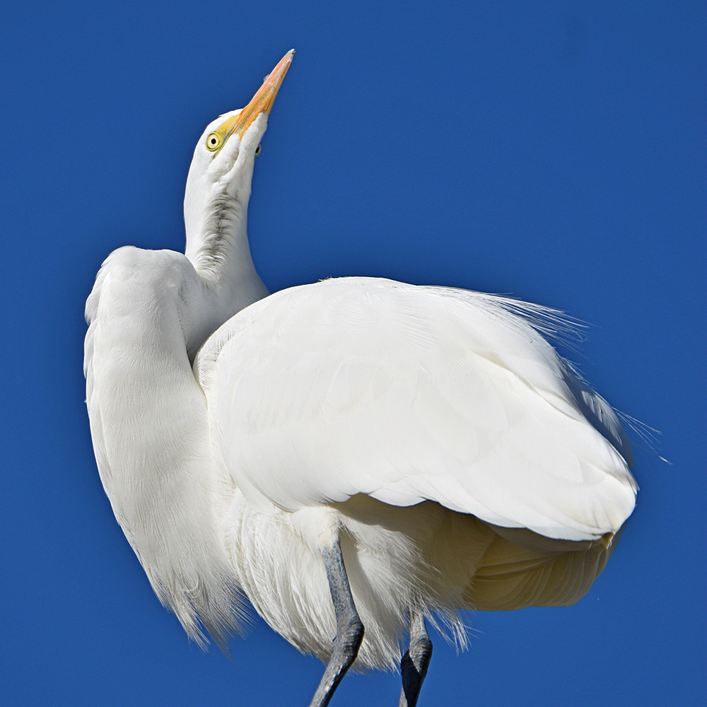 Egret6.jpg