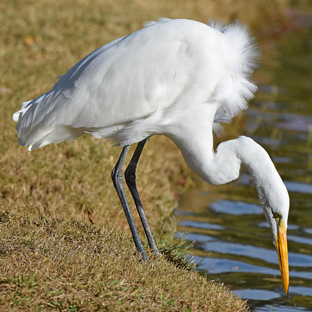 Egret6.jpg
