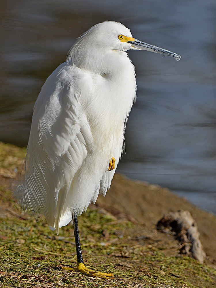 Egret6.jpg