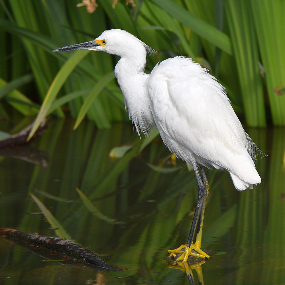 Egret6.jpg