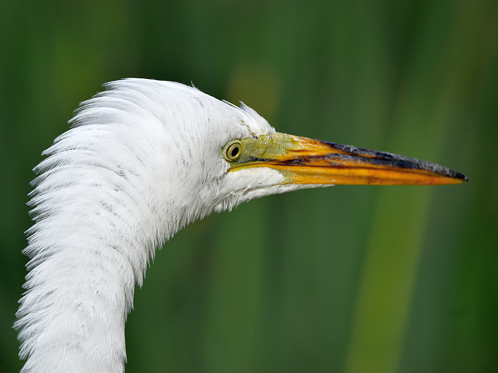Egret6.jpg