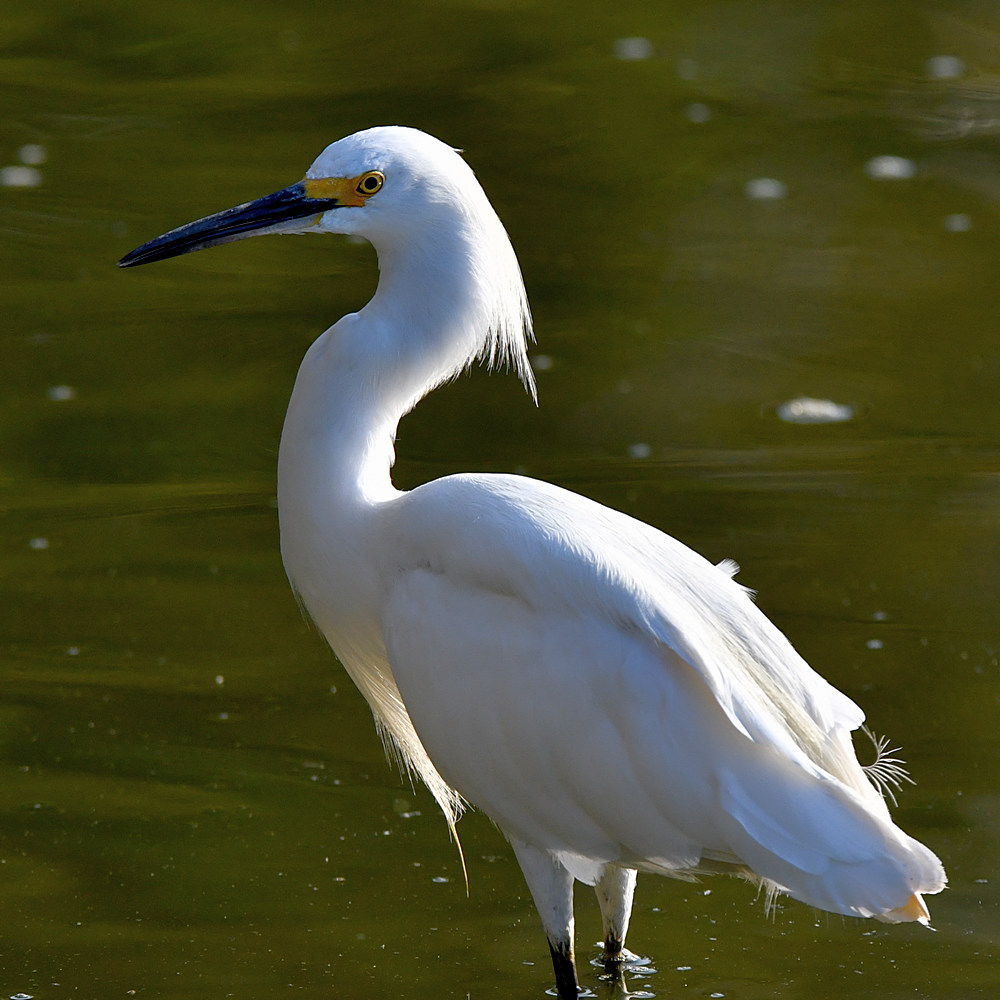 Egret6.jpg