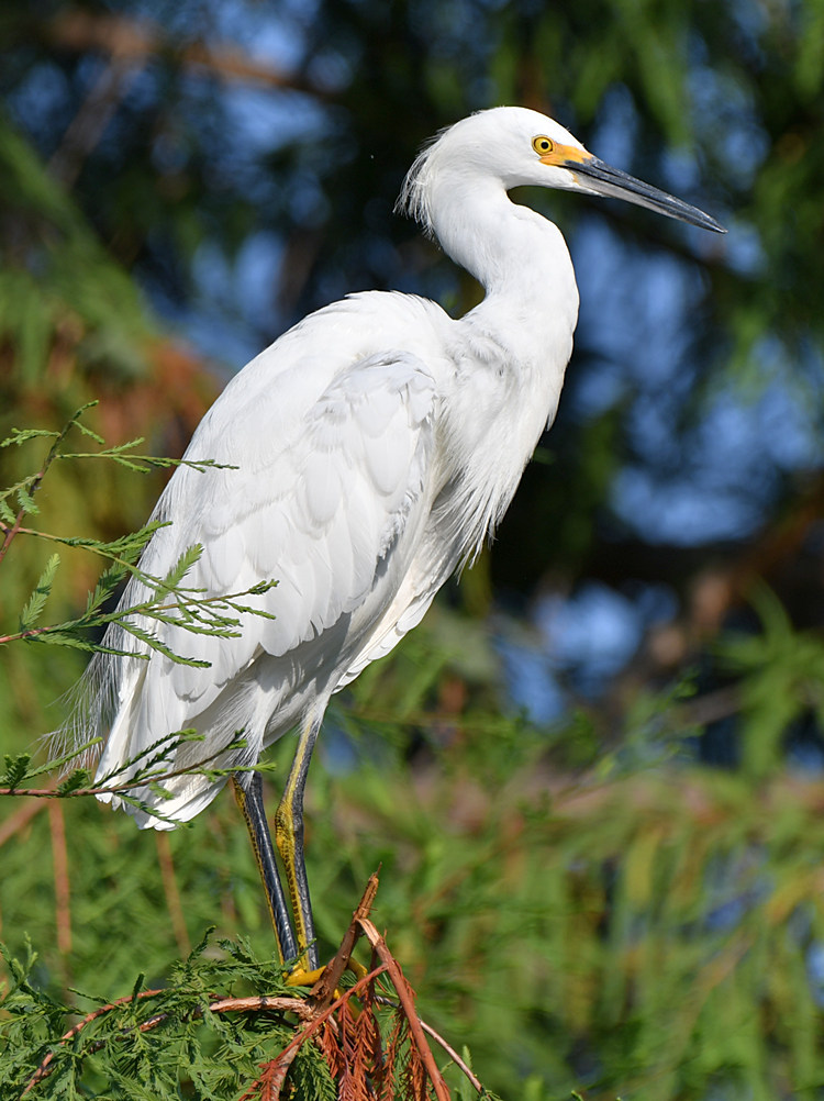 Egret6.jpg