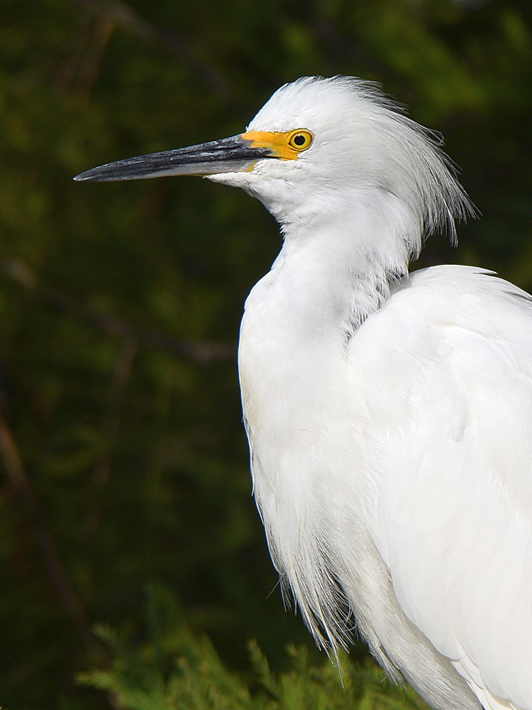 Egret6.jpg