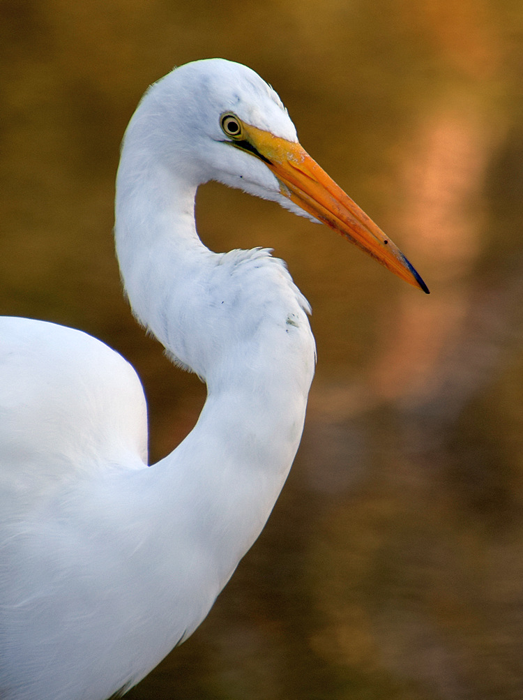Egret6.jpg