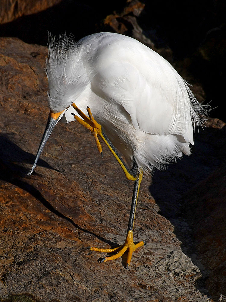 Egret6.jpg