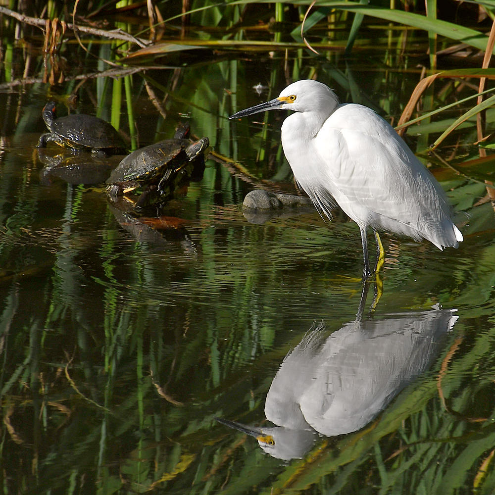 Egret6.jpg