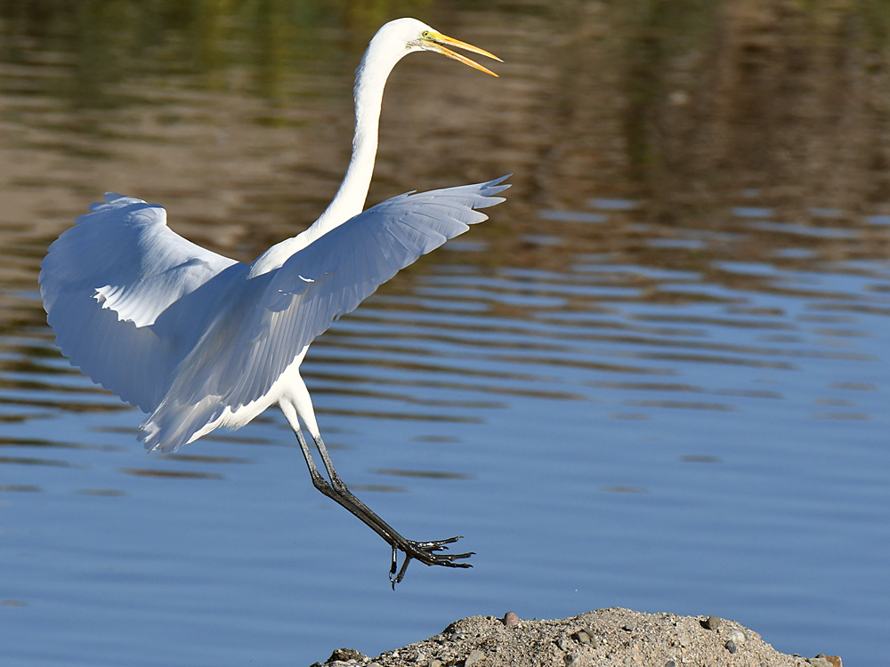Egret6.jpg