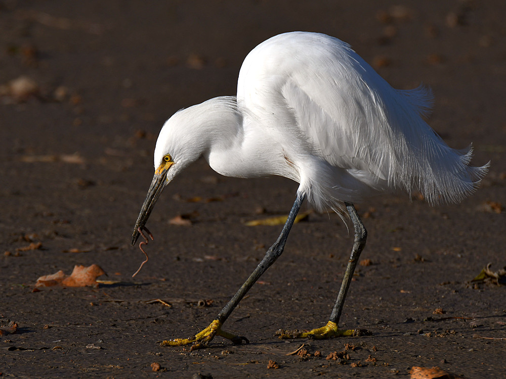 Egret6.jpg