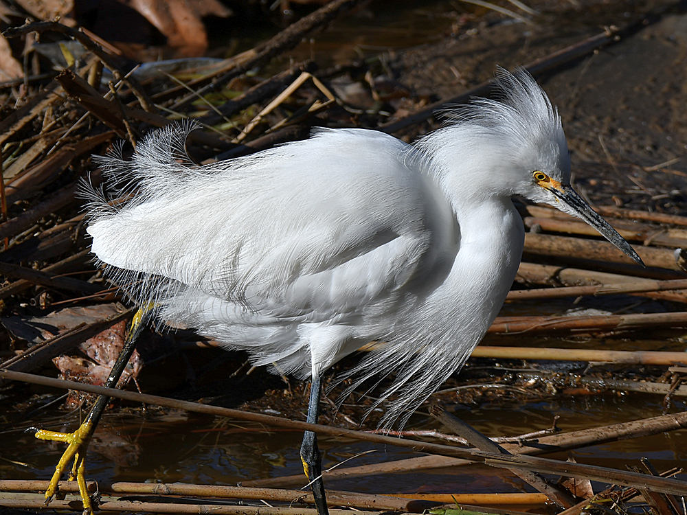 Egret6.jpg