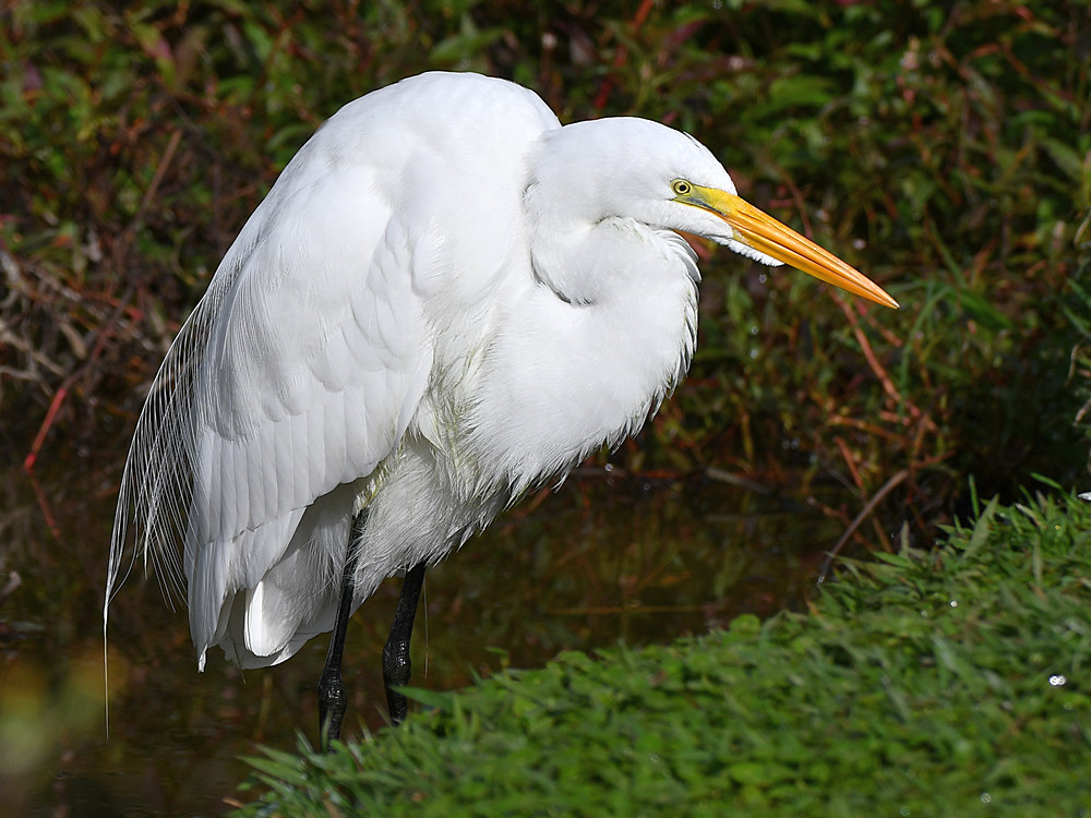 Egret6.jpg