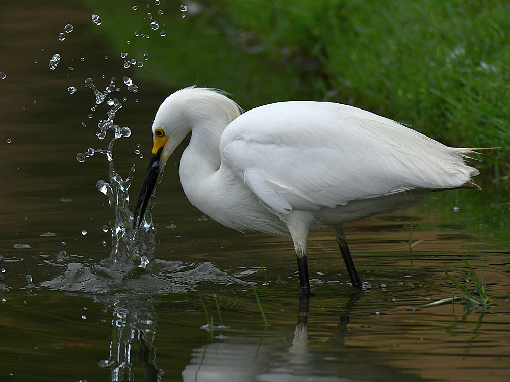 Egret6.jpg