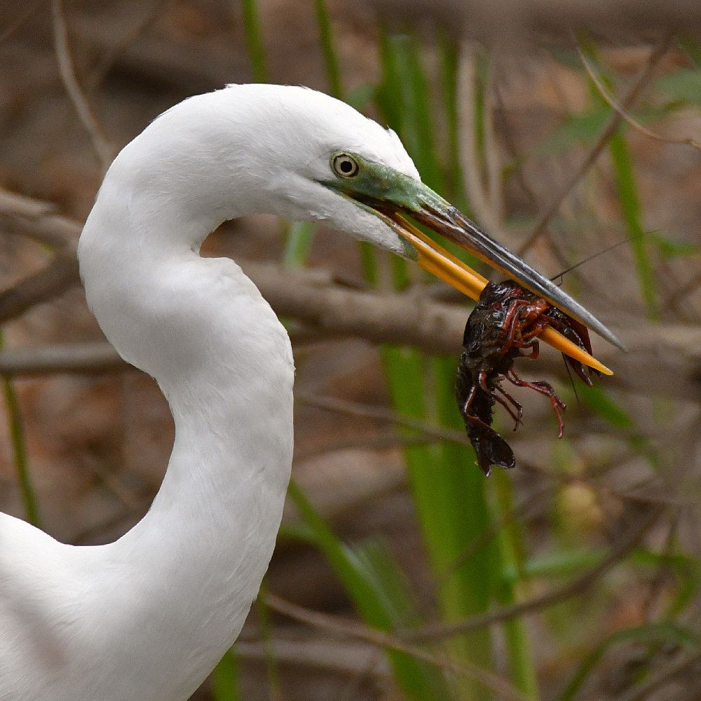 Egret6.jpg