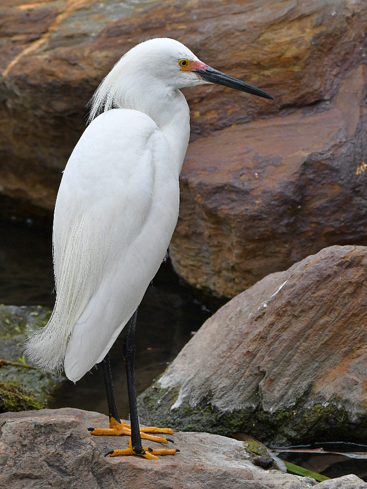 Egret6.jpg