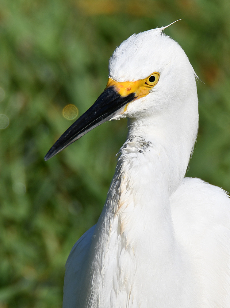 Egret6.jpg