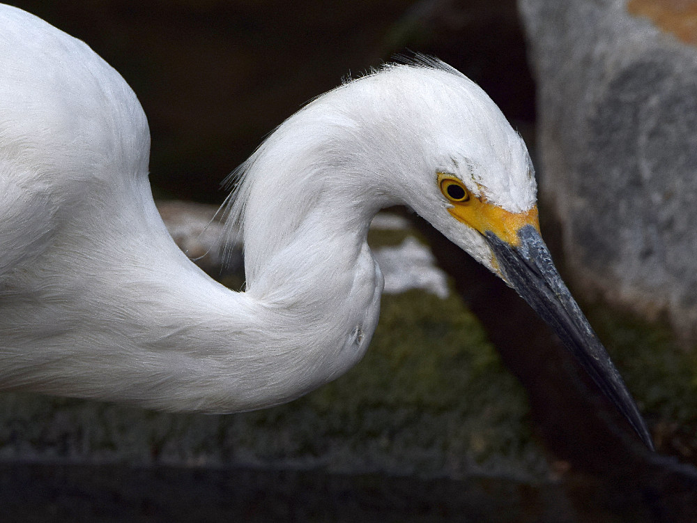 Egret6.jpg