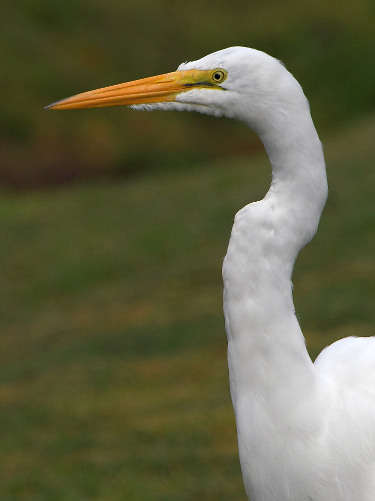 Egret6.jpg