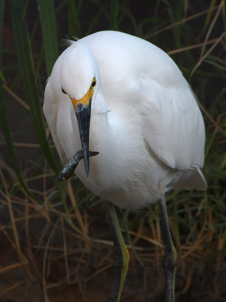 Egret6.jpg