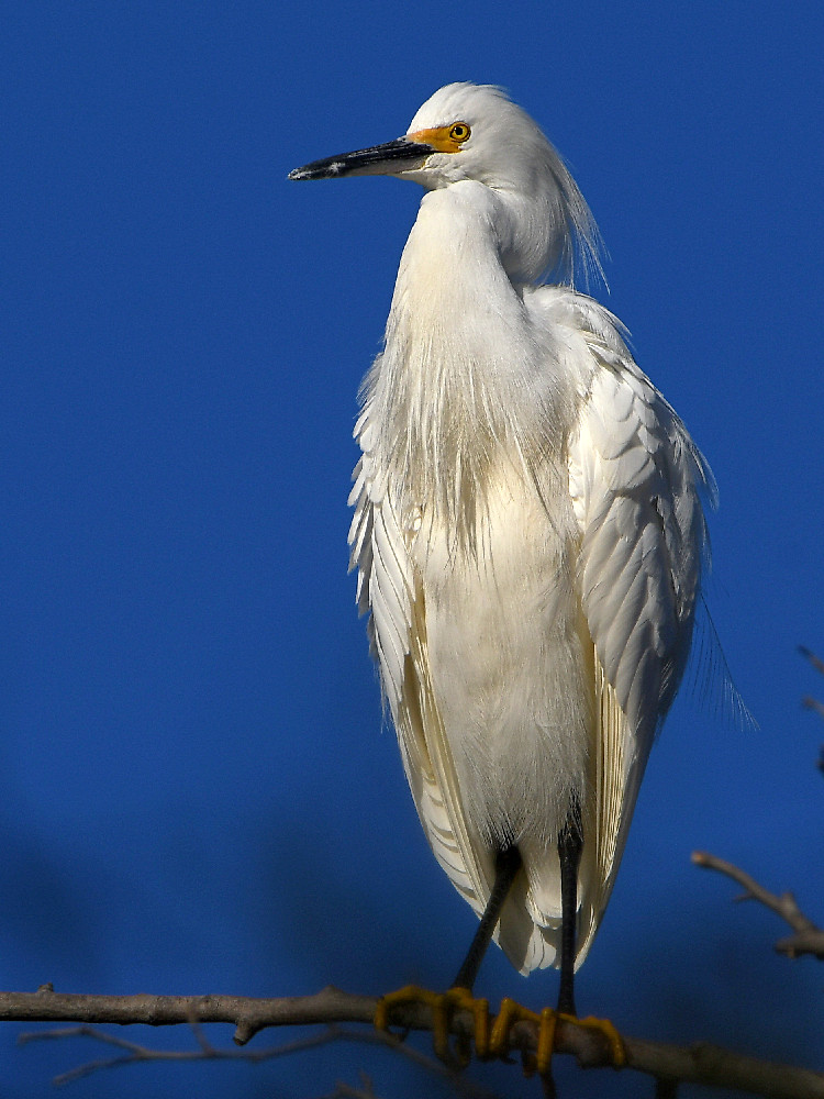 Egret6.jpg