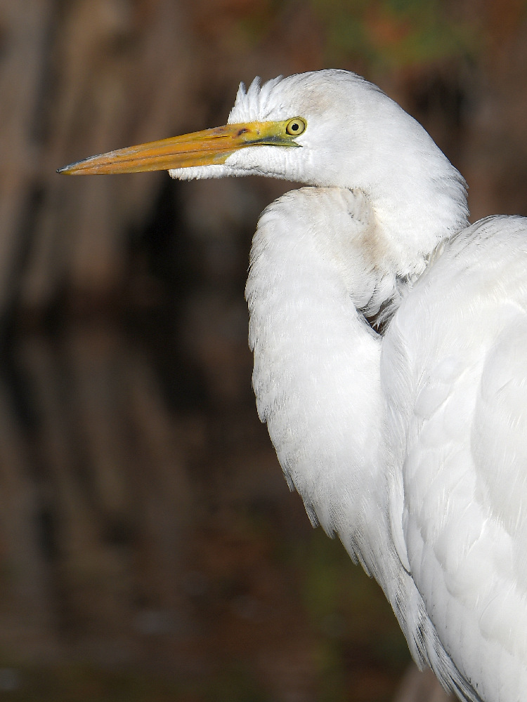 Egret6.jpg