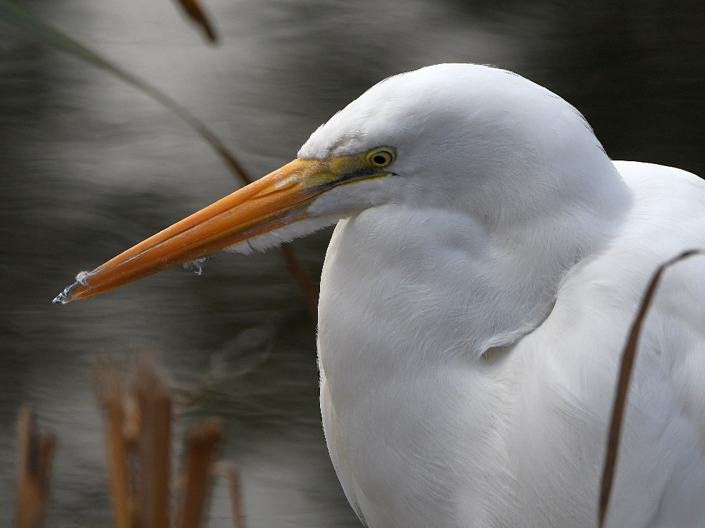 Egret6.jpg