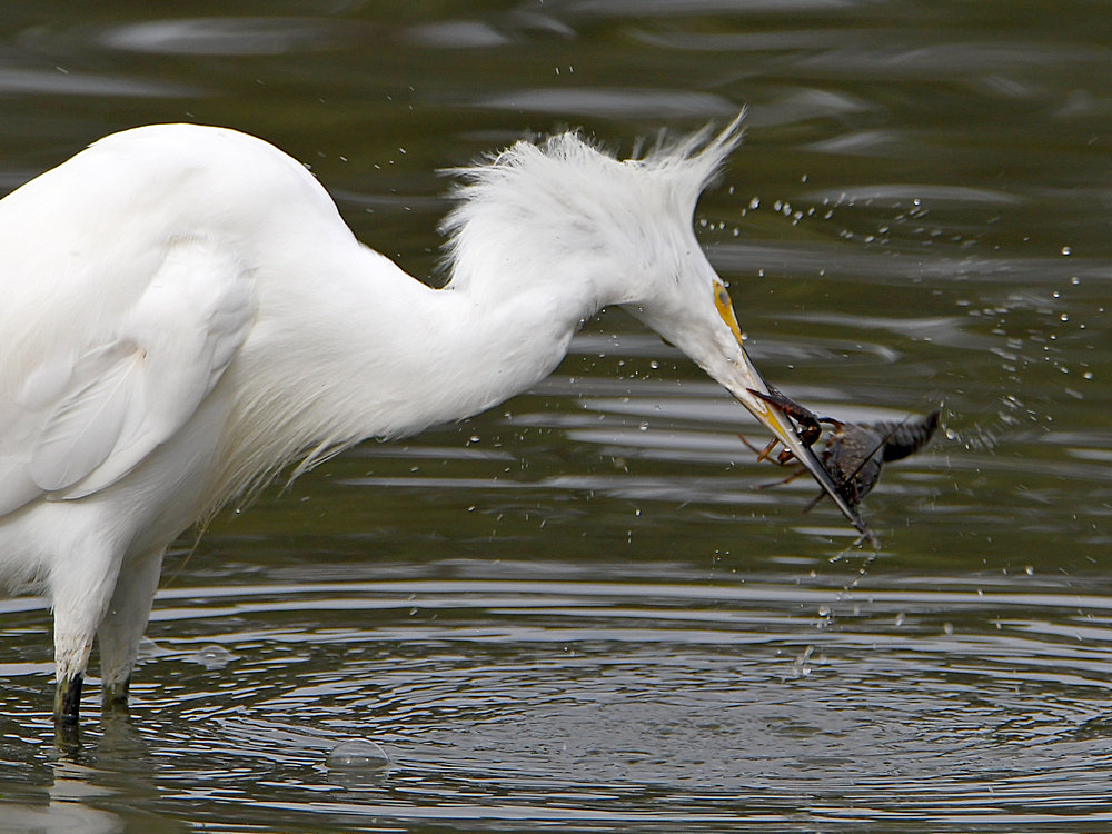 Egret6.jpg