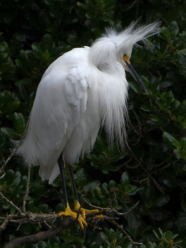 Egret6.JPG