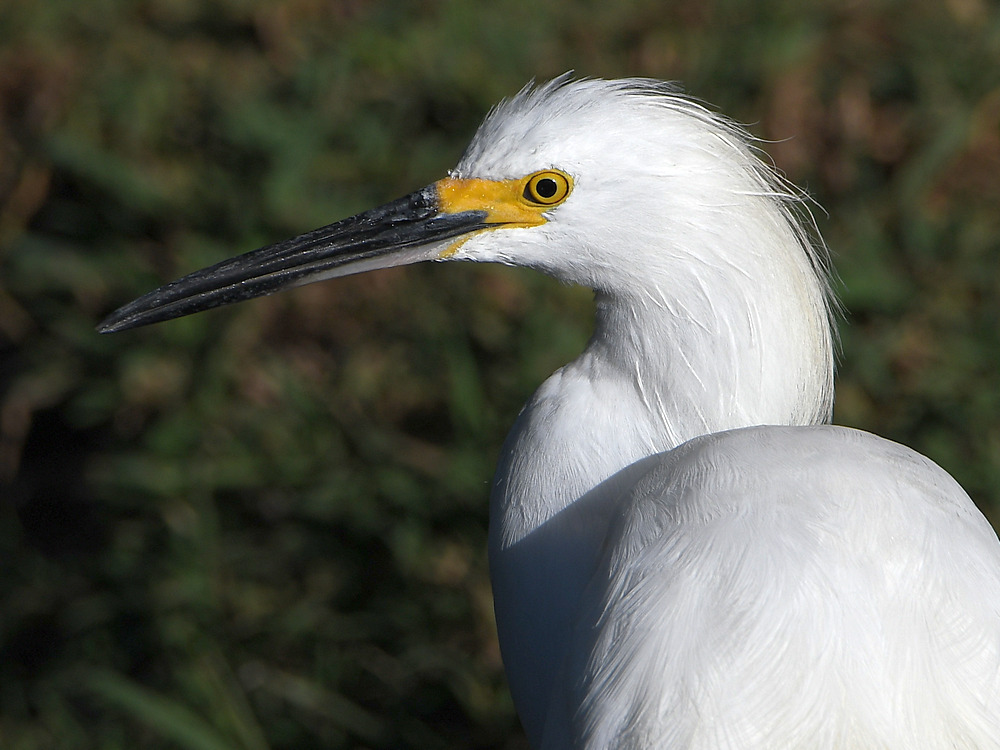 Egret6.jpg
