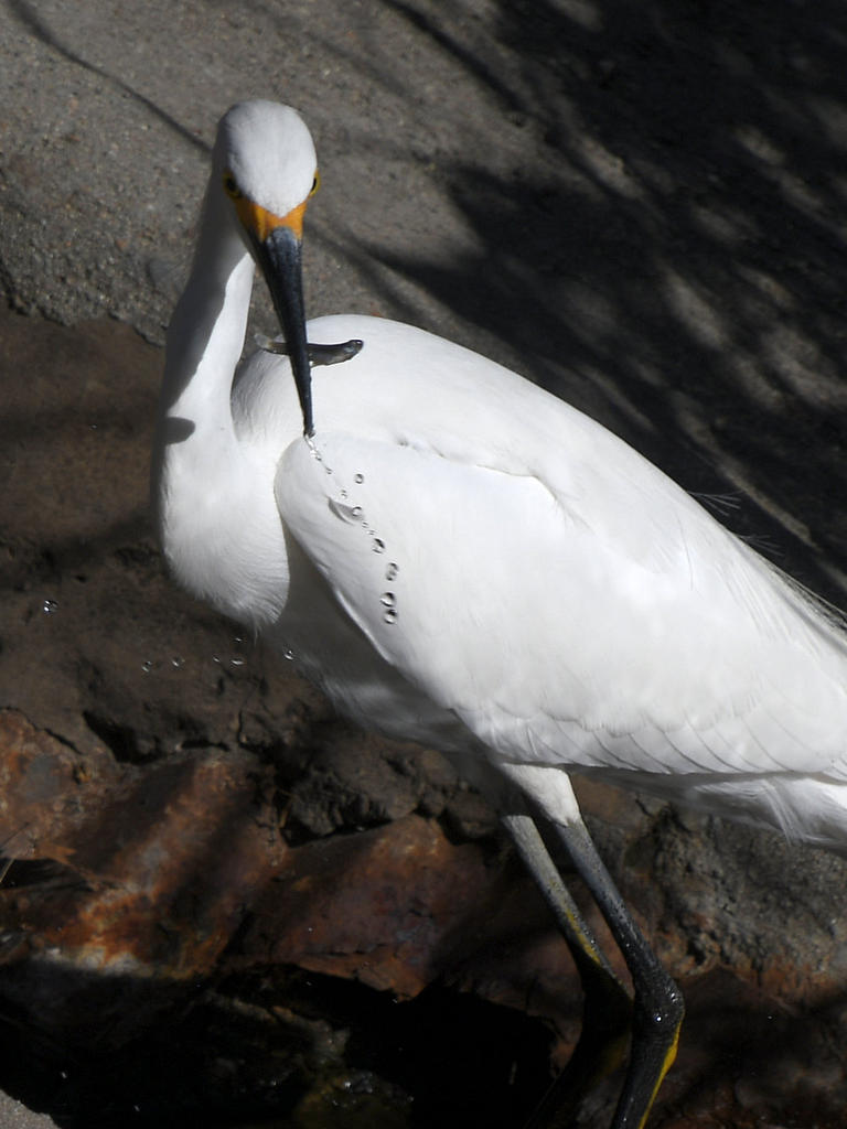 Egret6.jpg