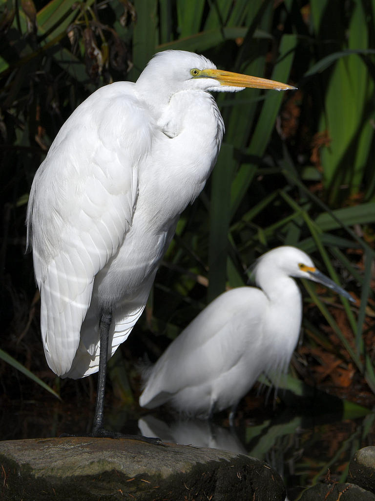 Egret6.jpg