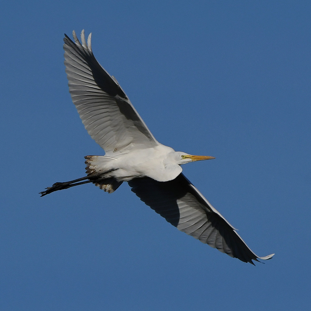 Egret6.jpg