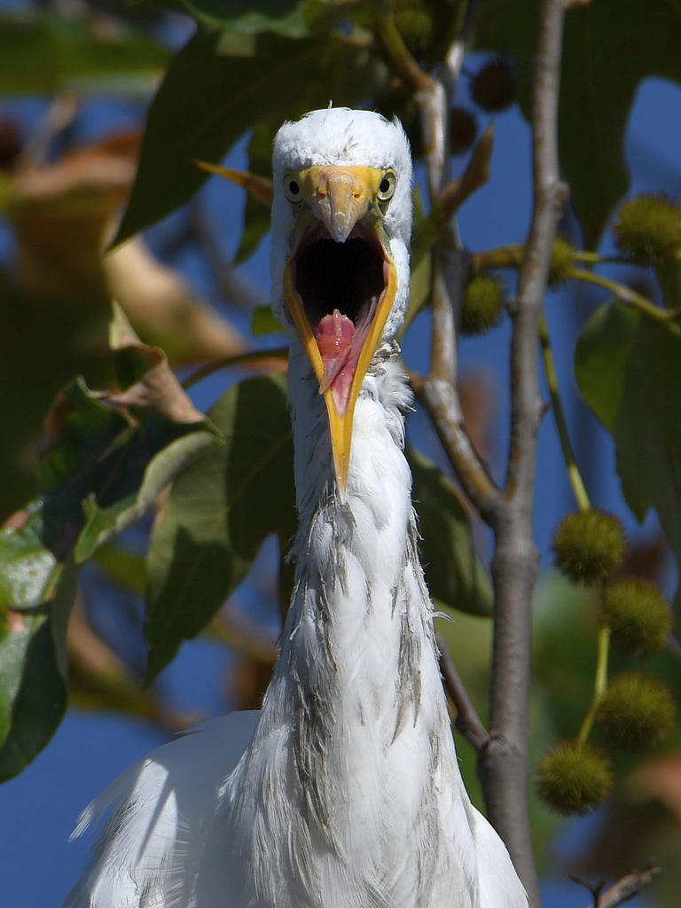 Egret6.jpg