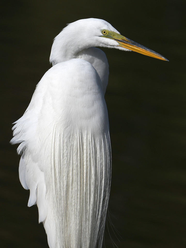 Egret6.jpg